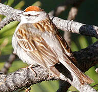 Chipping Sparrow