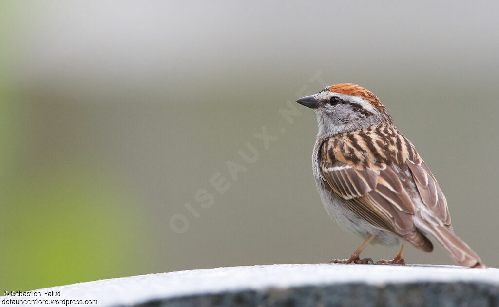 Chipping Sparrowadult breeding, identification