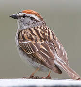 Chipping Sparrow