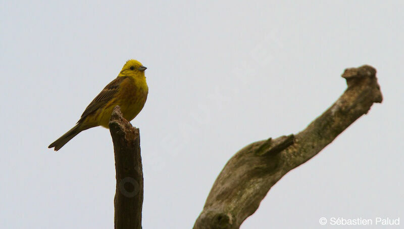 Yellowhammeradult breeding