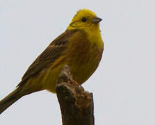 Yellowhammer