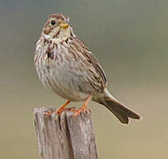 Corn Bunting