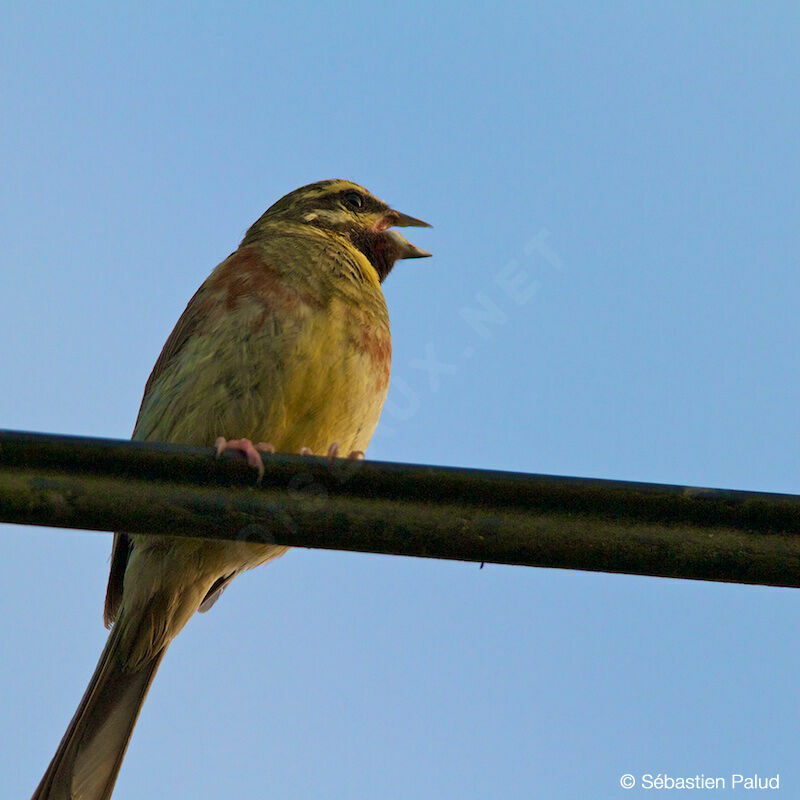 Cirl Bunting