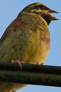 Cirl Bunting