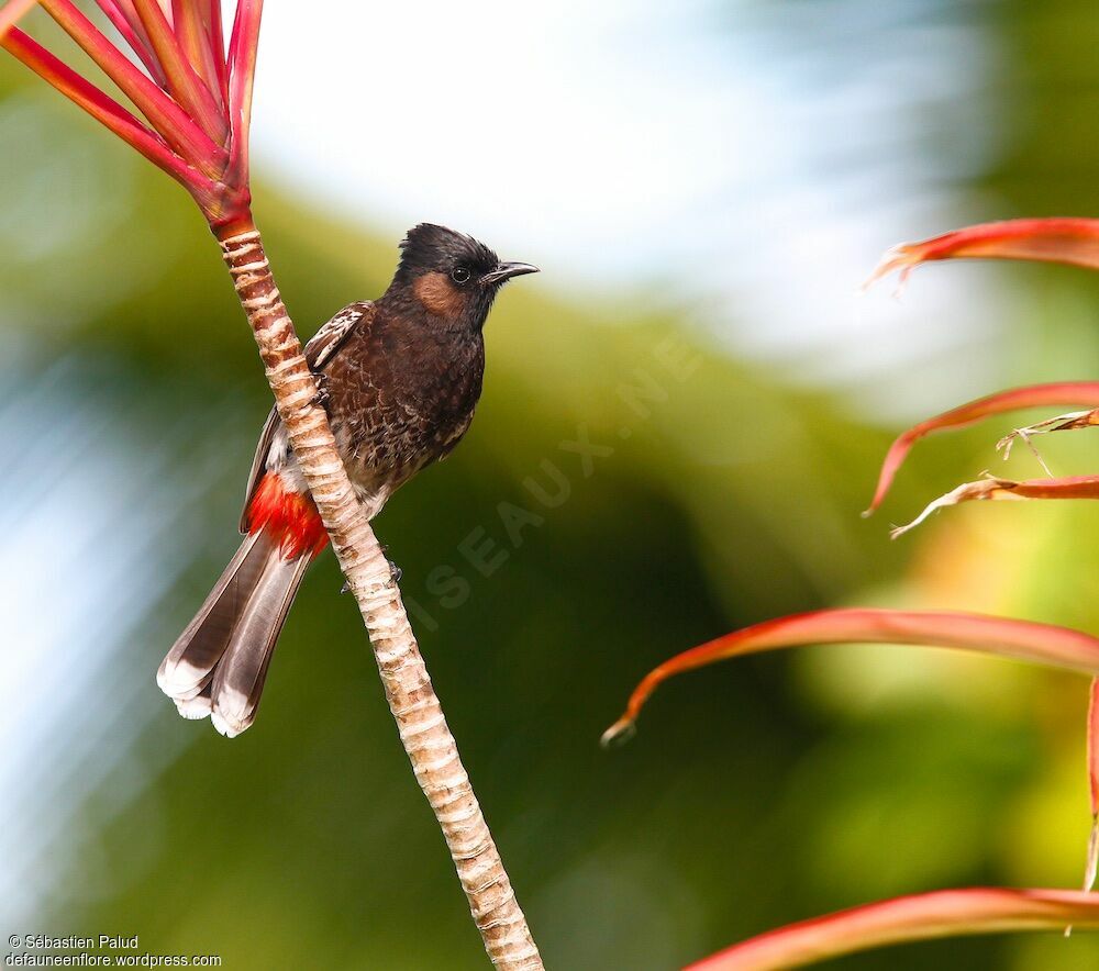 Bulbul à ventre rouge