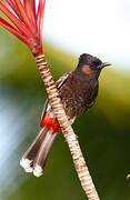 Red-vented Bulbul