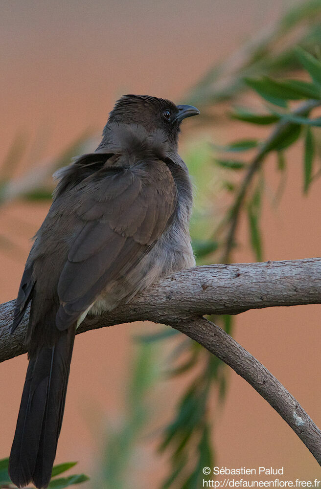 Common Bulbul