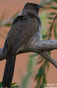 Bulbul des jardins