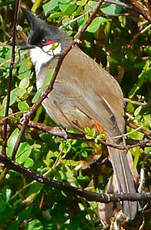 Bulbul orphée