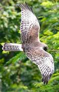 Swamp Harrier