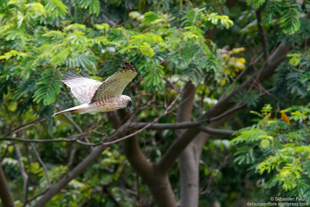 Swamp Harrier