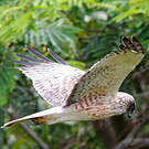 Busard de Gould