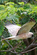 Swamp Harrier