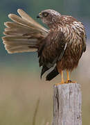 Western Marsh Harrier