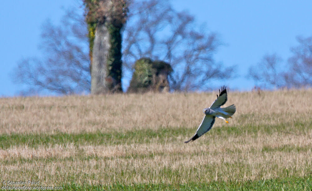 Hen Harrier male adult