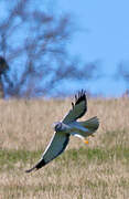 Hen Harrier