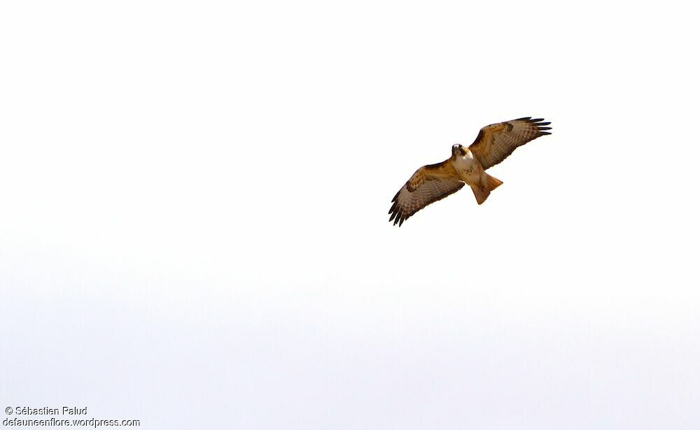 Red-tailed Hawkadult