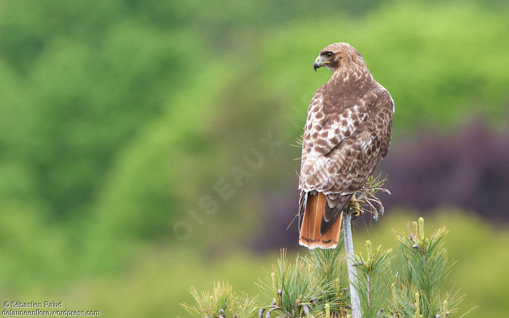 Red-tailed Hawkadult, identification