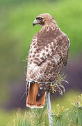 Red-tailed Hawk