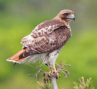 Red-tailed Hawk