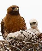 Swainson's Hawk