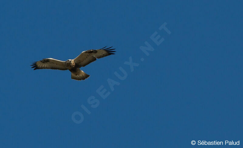 Rough-legged Buzzard