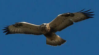 Rough-legged Buzzard