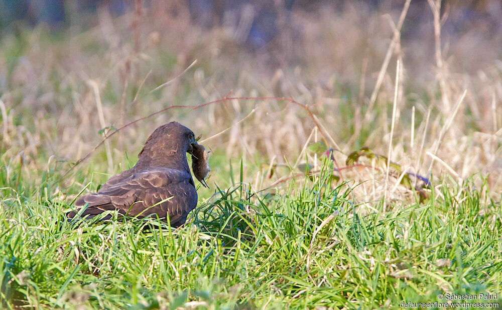 Common Buzzard, feeding habits