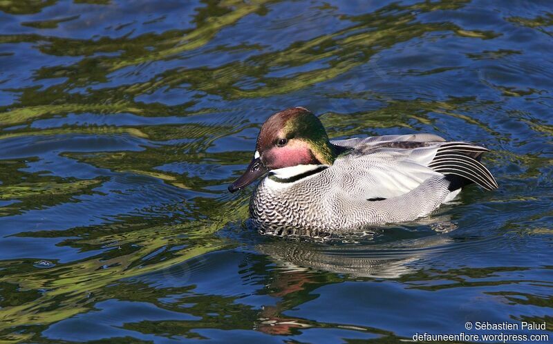 Falcated Duck male adult, identification