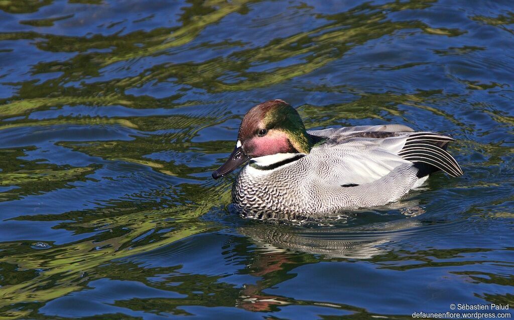 Falcated Duck male adult, identification