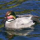 Canard à faucilles