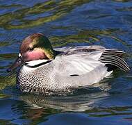 Falcated Duck