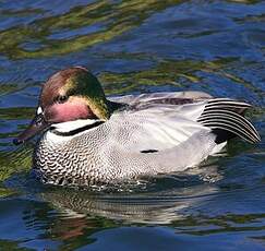 Canard à faucilles