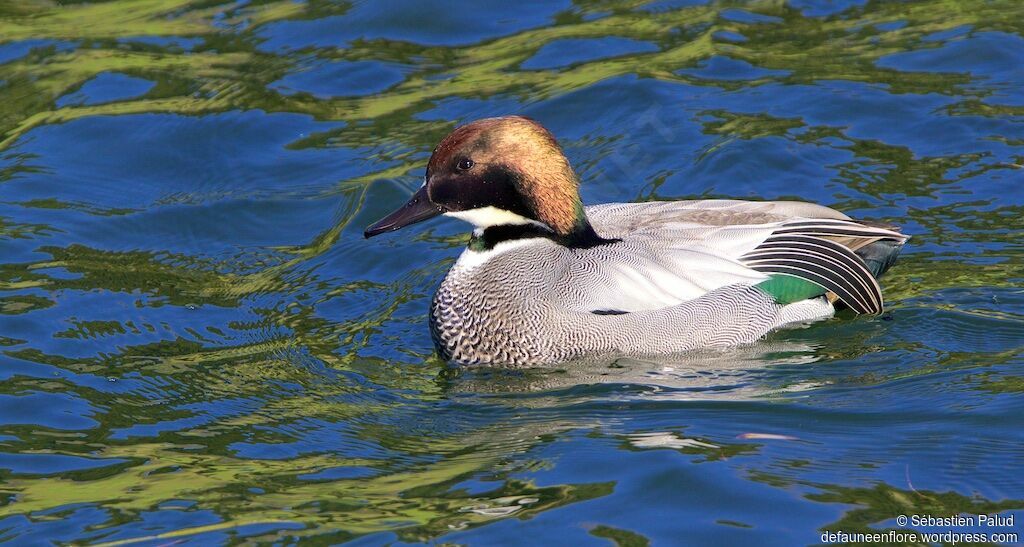 Falcated Duck male adult, identification