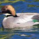 Canard à faucilles