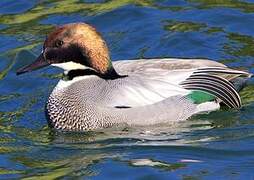 Falcated Duck