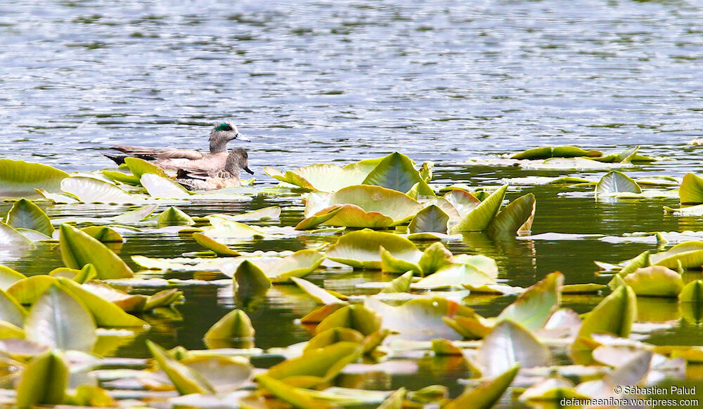 Canard à front blanc 