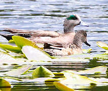 American Wigeon