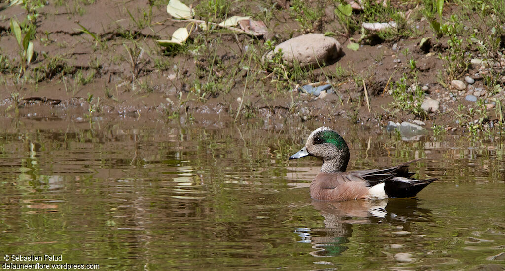 American Wigeon male adult, identification