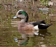 Canard à front blanc