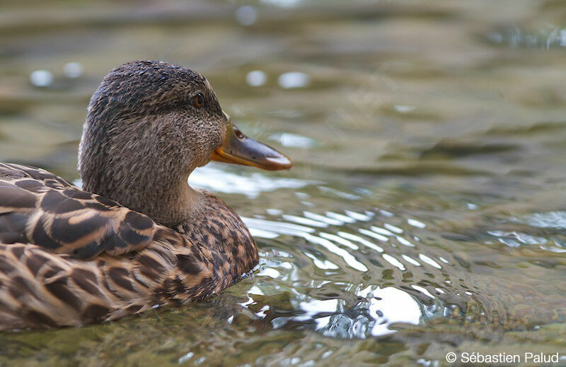 Mallard female adult