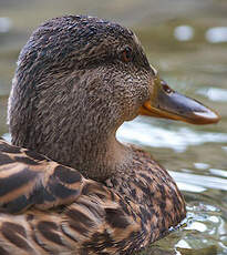 Canard colvert