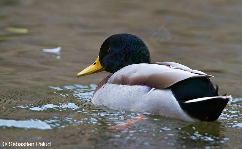 Canard colvert mâle adulte