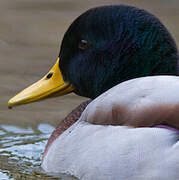 Canard colvert