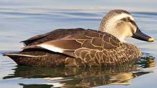 Eastern Spot-billed Duck