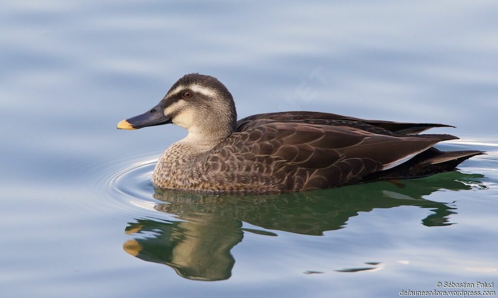 Canard de Chineadulte, identification