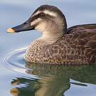 Canard de Chine