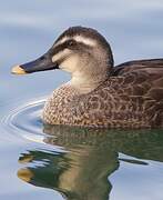 Eastern Spot-billed Duck