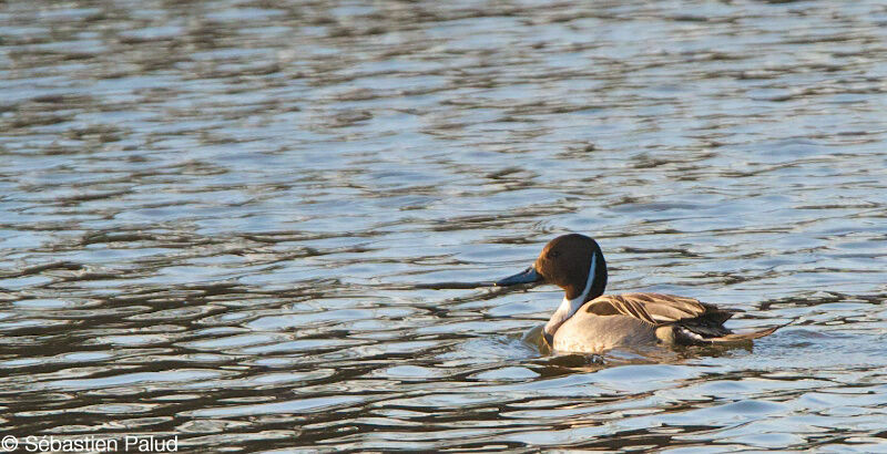 Northern Pintail male adult