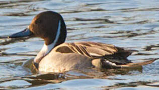 Northern Pintail